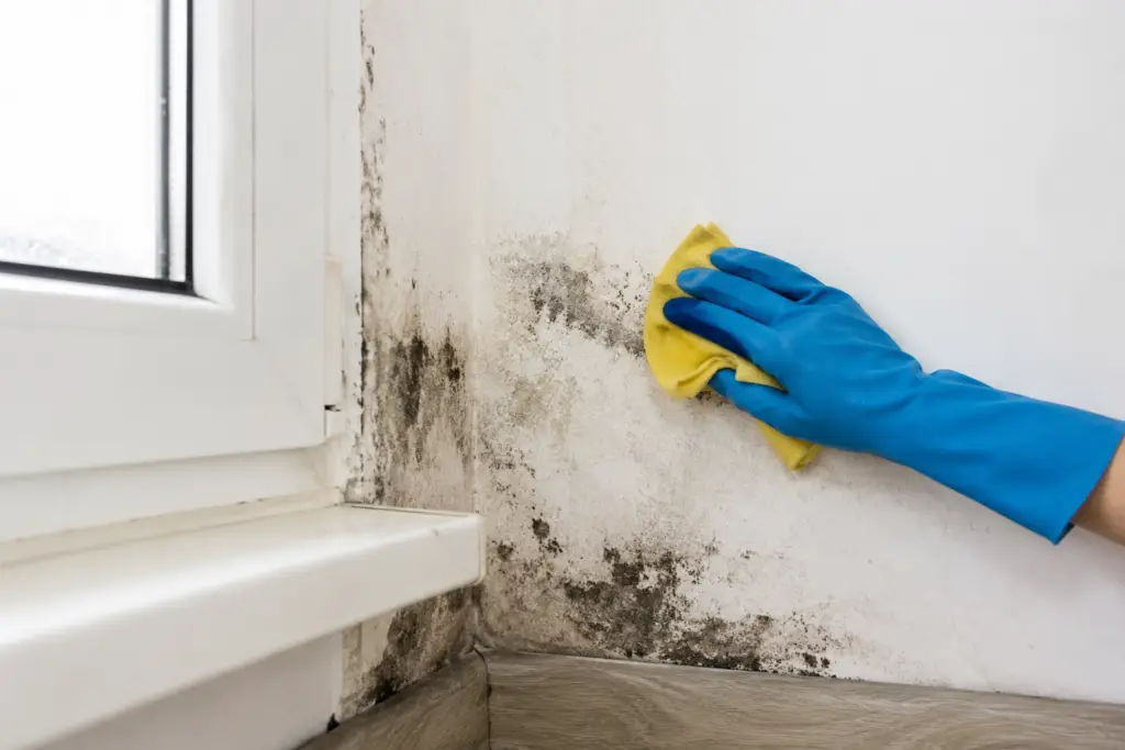 Condensatieschimmel op een binnenmuur naast een raam wordt verwijderd als gevolg van vocht en een te hoge luchtvochtigheid in huis.